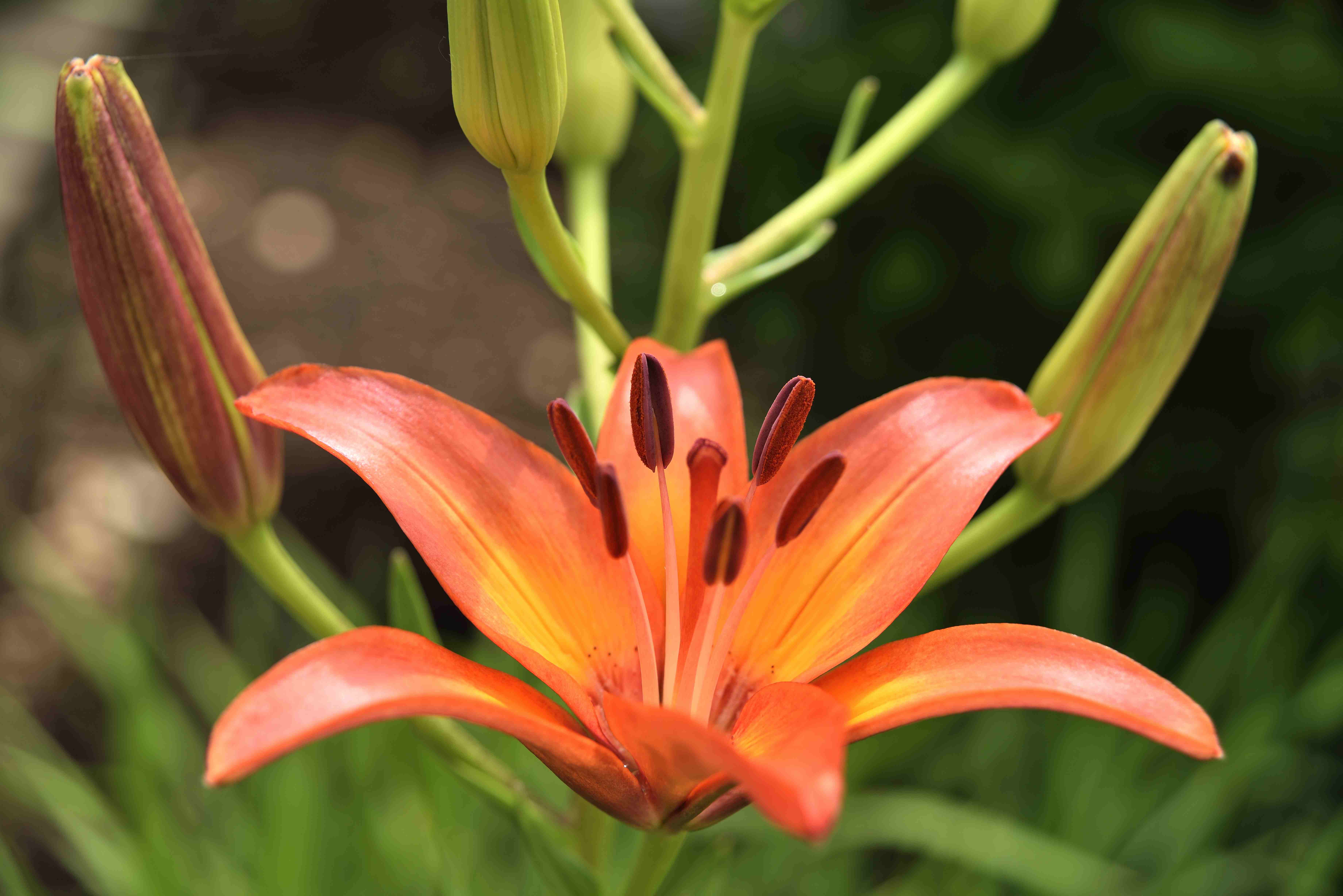 Orange Lily | Shutterbug